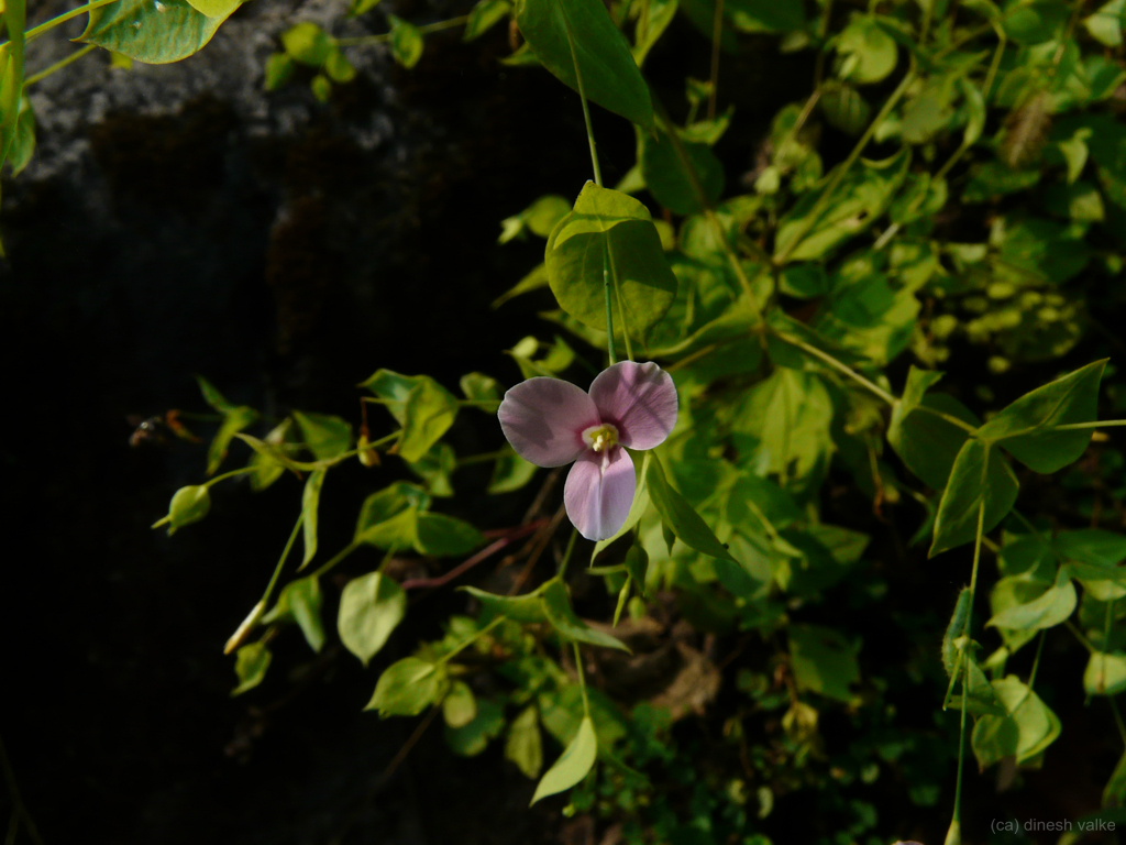 Shankhpushpi ke fayde in Hindi?