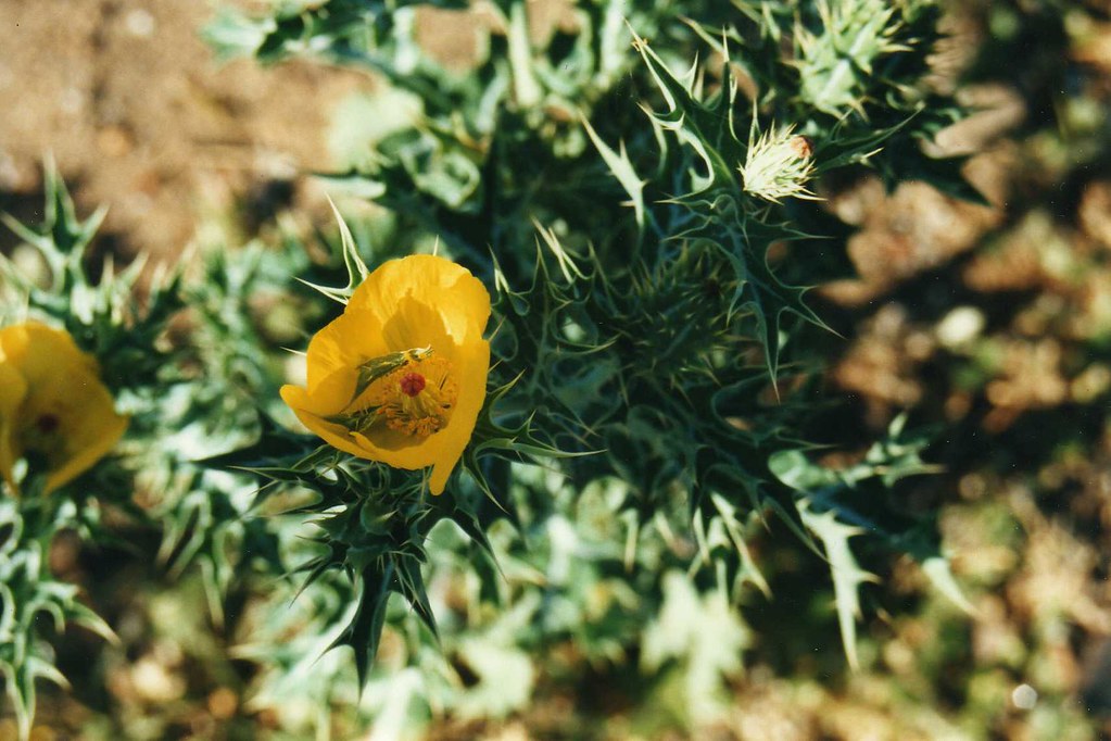 Epidemic Dropsy: Causes, Symptoms, and Preventive Measures