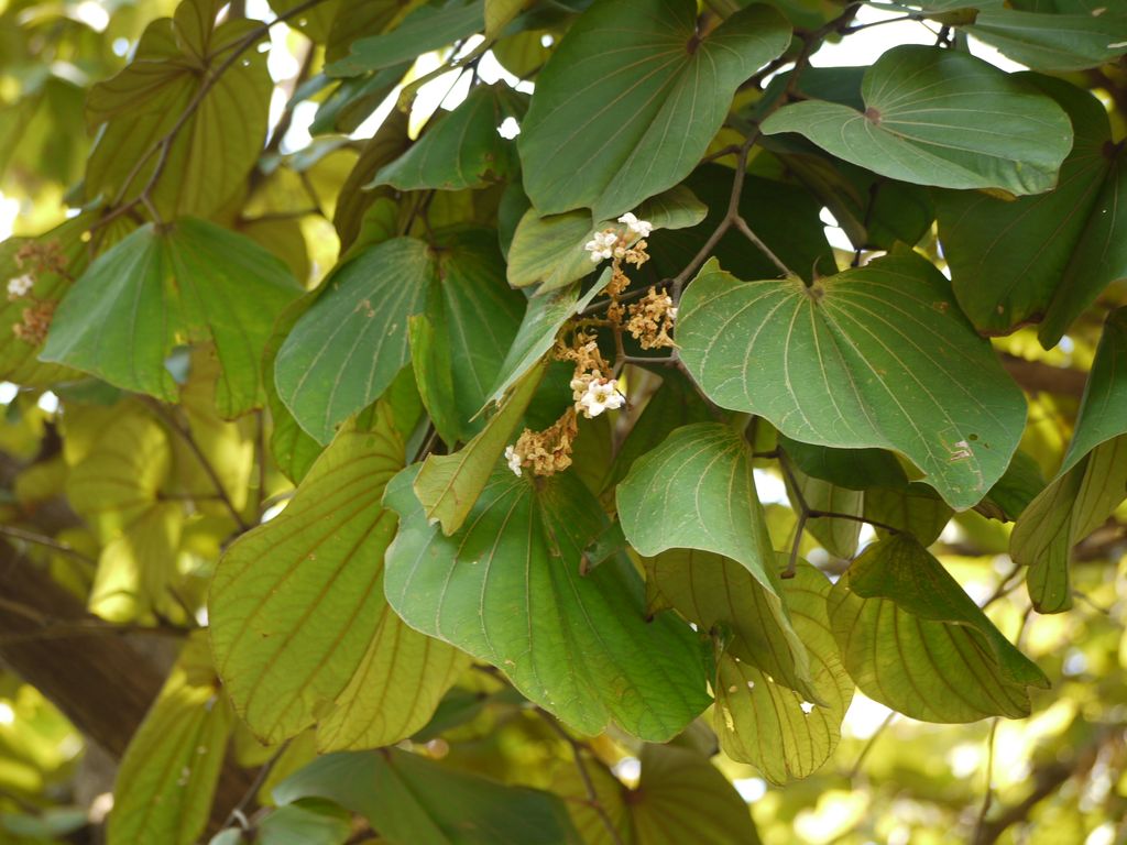 Mukta Pishti: A Natural Solution for Heart Problems