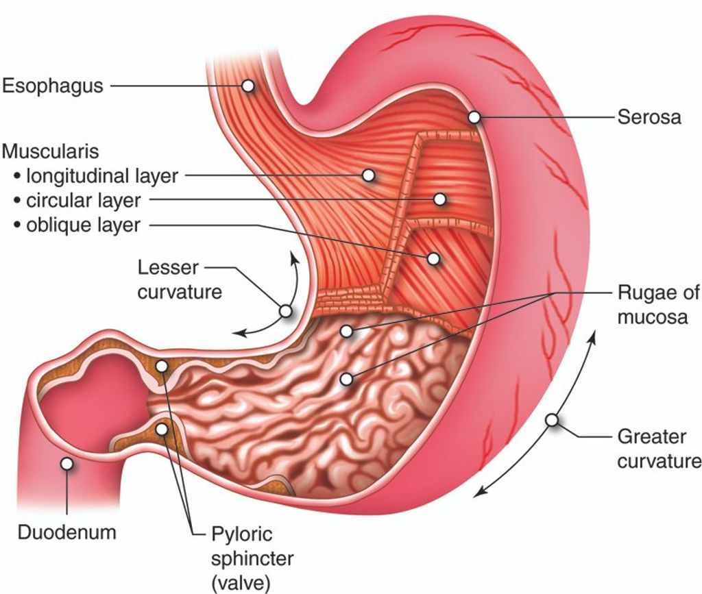 Zandu Triphala Tablets: The Perfect Digestive Aid 1 Zandu Triphala Tablets: The Perfect Digestive Aid