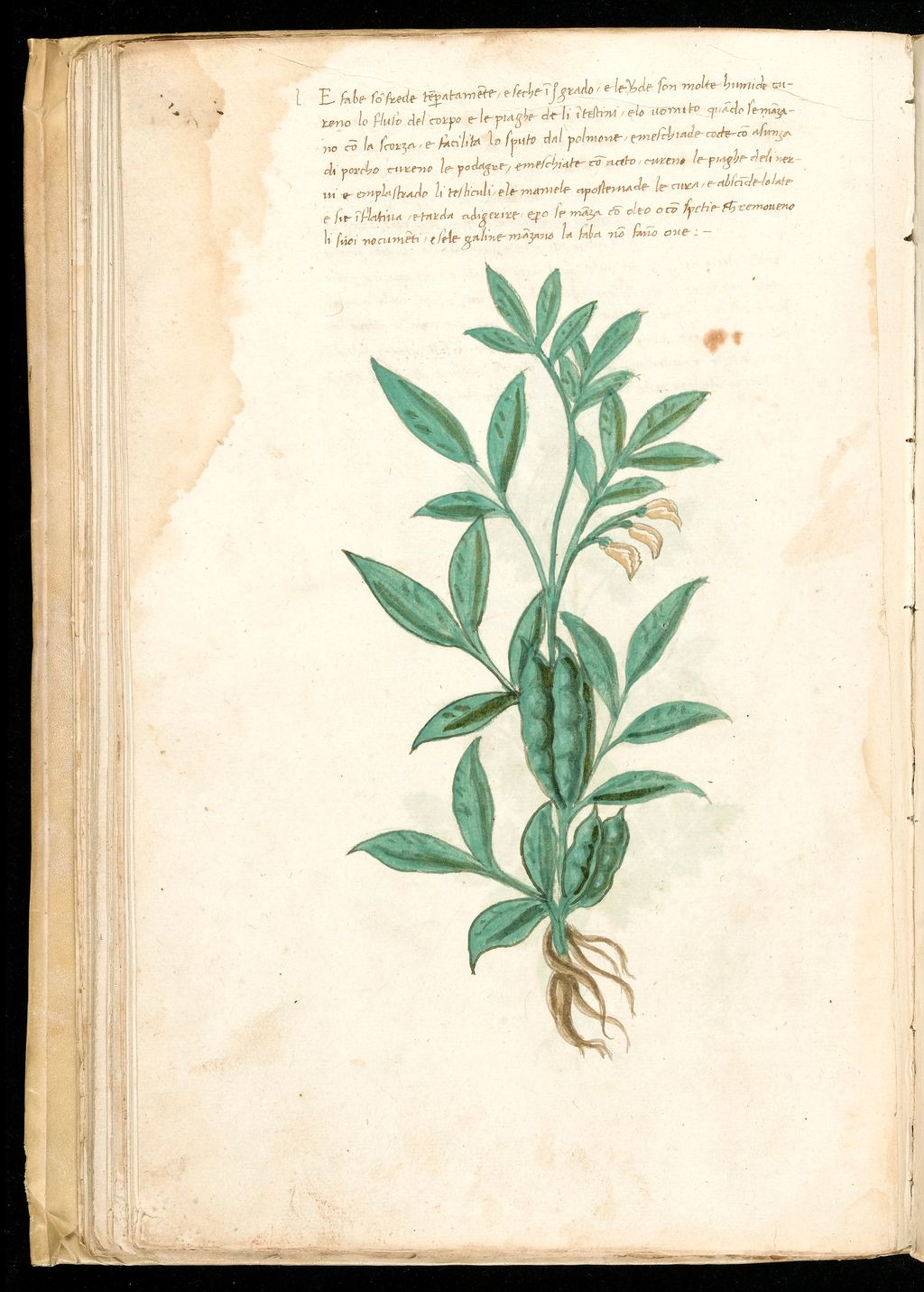 The Power of Agastya Haritaki Rasayana 1 The Power of Agastya Haritaki Rasayana