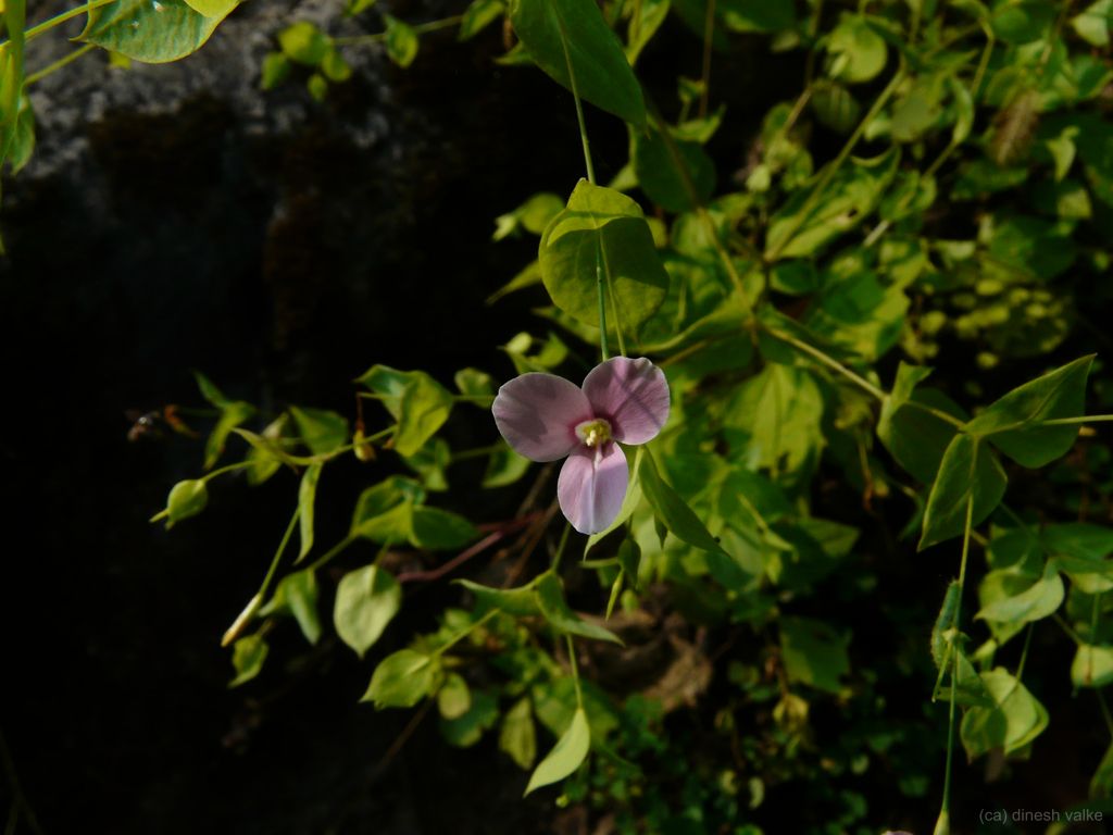 हब्बे मुम्सीक तिलाई के फायदे हिंदी में 1 हब्बे मुम्सीक तिलाई के फायदे हिंदी में