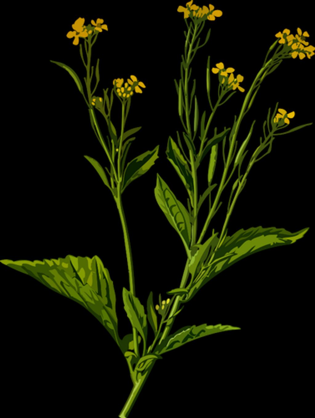 पौषक तेल का उपयोग हिंदी में 1 पौषक तेल का उपयोग हिंदी में