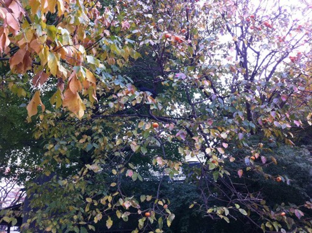 Maximizing Benefits and Value: The Comprehensive Guide to Japani Oil Prices 1 Maximizing Benefits and Value: The Comprehensive Guide to Japani Oil Prices