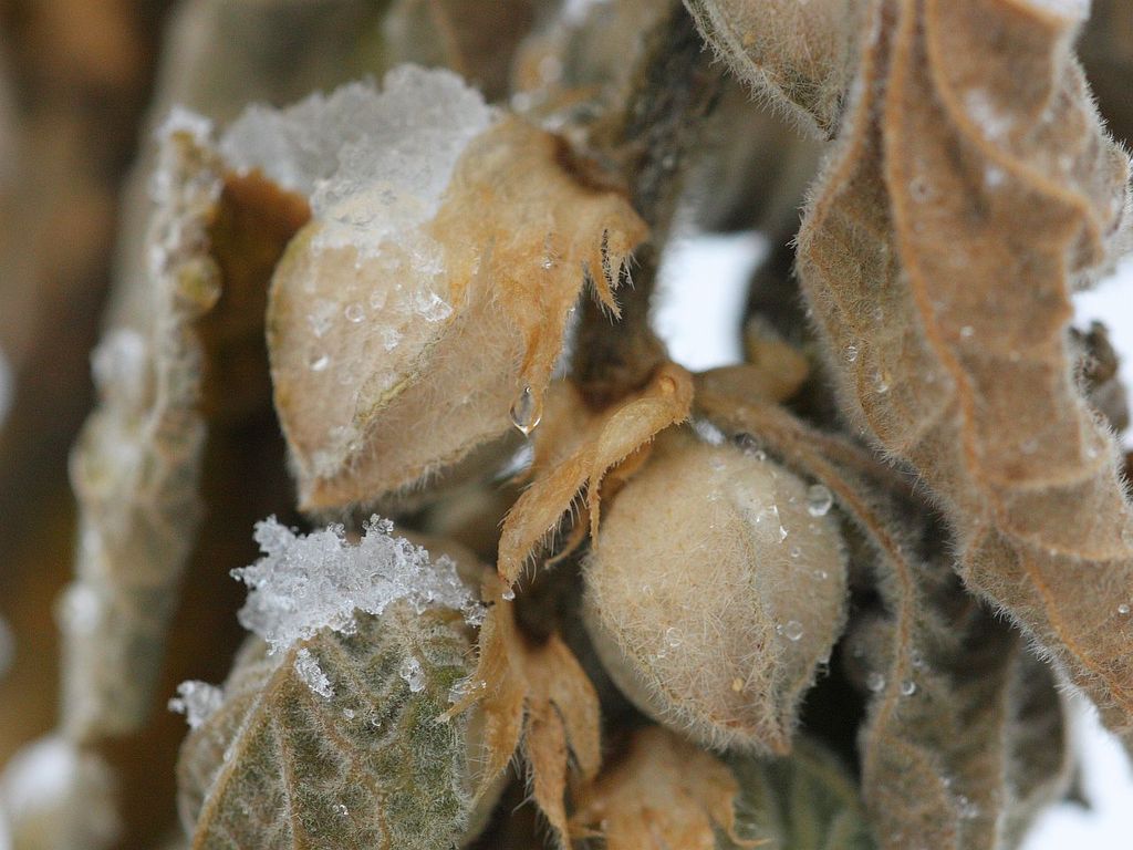 अश्वगंधा के फायदे हिंदी में 1 अश्वगंधा के फायदे हिंदी में