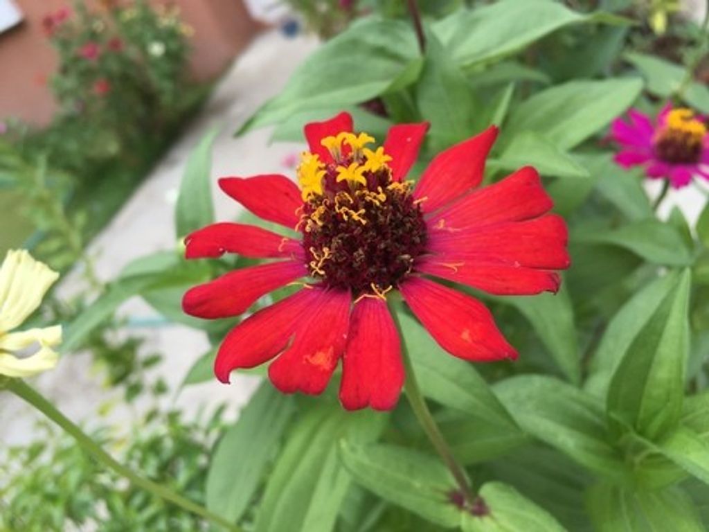 बीटी 36 क्रीम कैसे लगाएं