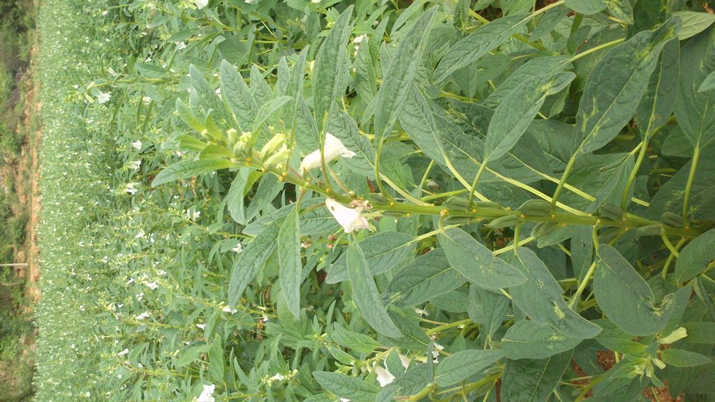 तिलै मुमसिक गोटिका: हिंदी में जानिए इसके फायदे