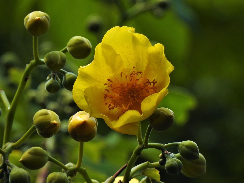 कामसूत्र गोल्ड कैप्सूल: सेक्स लाइफ को बेहतर बनाएँ