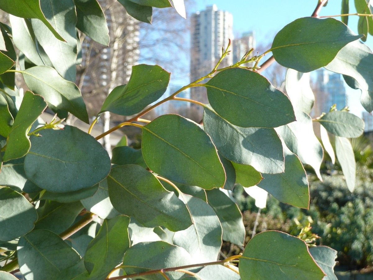 Breathe Easy with Dabur Vyoshadi Vati: A Natural Solution for Respiratory Relief