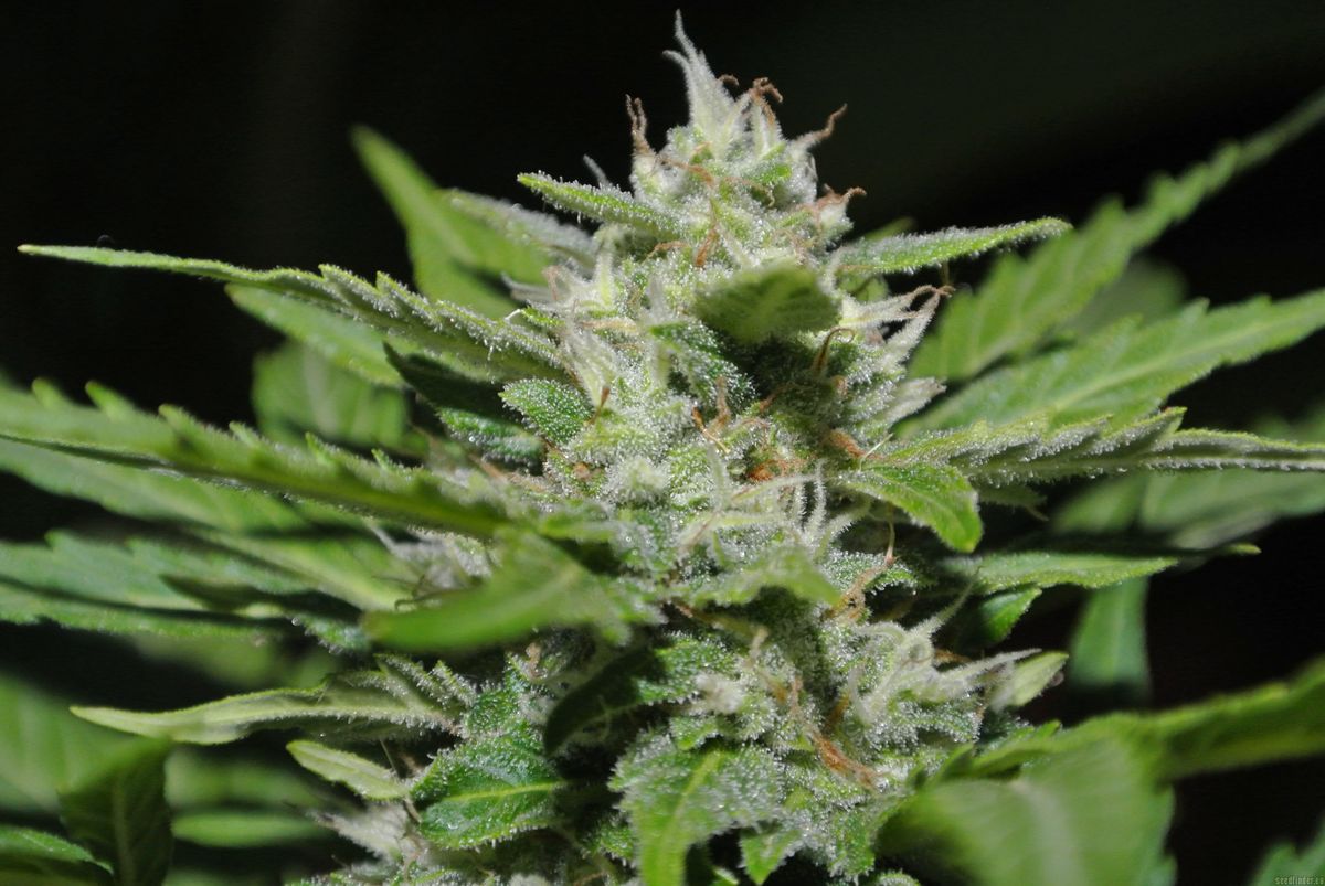 Boost Your Vitality: Exploring the Nutritional Power of Veerya Paushtik Syrup 1 Boost Your Vitality: Exploring the Nutritional Power of Veerya Paushtik Syrup