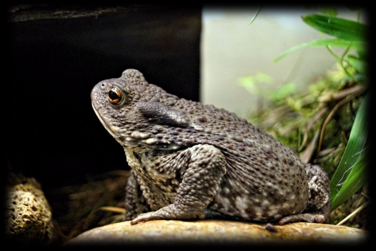 Shedding Pounds Naturally: How Fat Go Syrup Helps in Weight Management 1 Shedding Pounds Naturally: How Fat Go Syrup Helps in Weight Management