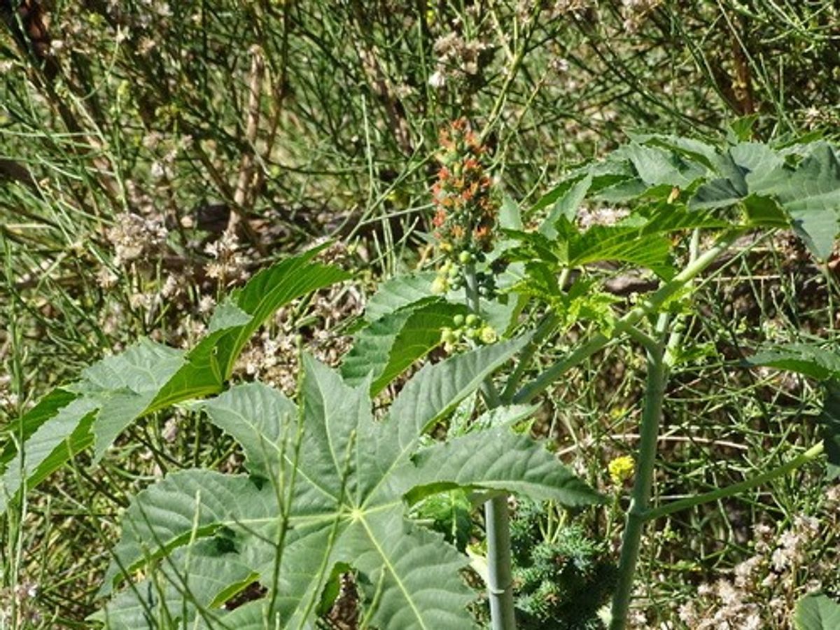 Discover the Age-Old Secrets of Bhringraj Oil for Hair: A Guide to Natural Restoration