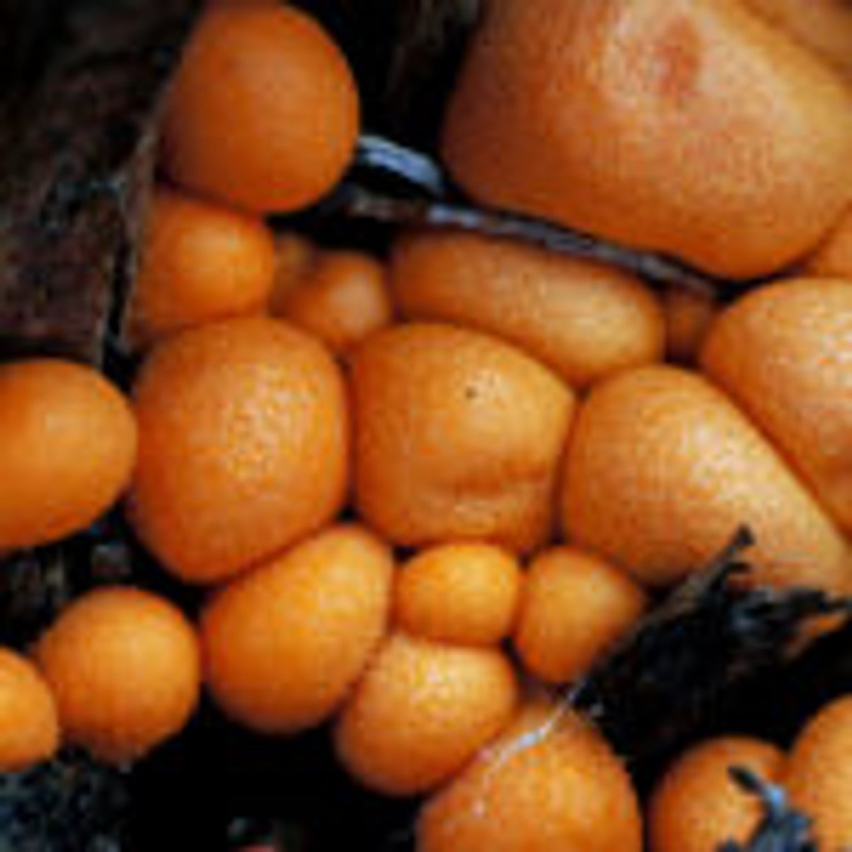 Achieving Fuller Beauty: The Effectiveness of Sudol Breast Cream 1 Achieving Fuller Beauty: The Effectiveness of Sudol Breast Cream