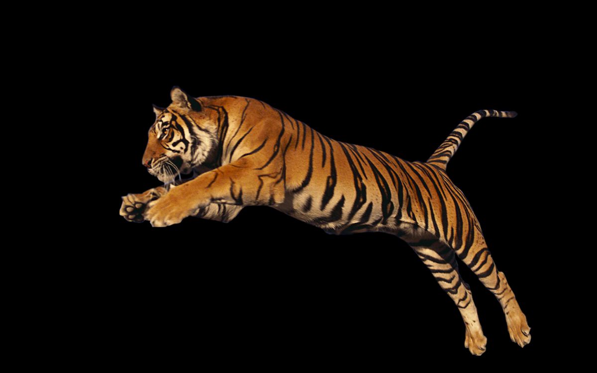 टाइगर किंग स्प्रे के दुष्प्रभाव: जोकि आपको जानना चाहिए 1 टाइगर किंग स्प्रे के दुष्प्रभाव: जोकि आपको जानना चाहिए