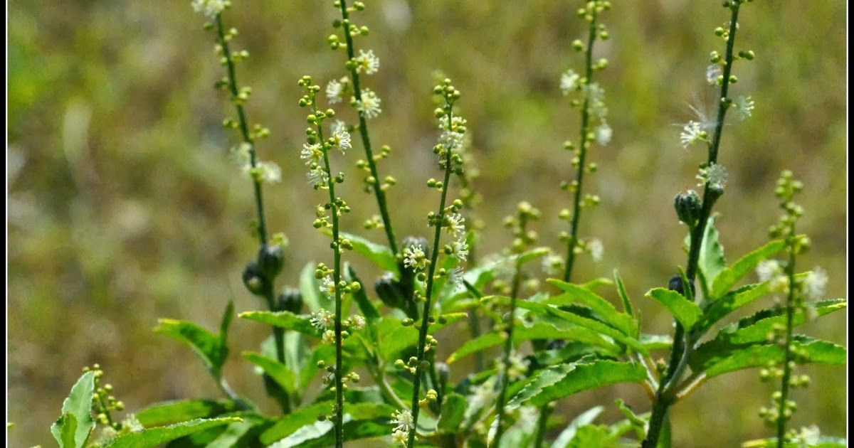 श्री तुलसी ड्रॉप्स के स्वास्थ्य लाभ: अद्भुत आयुर्वेदिक उत्पाद 1 श्री तुलसी ड्रॉप्स के स्वास्थ्य लाभ: अद्भुत आयुर्वेदिक उत्पाद