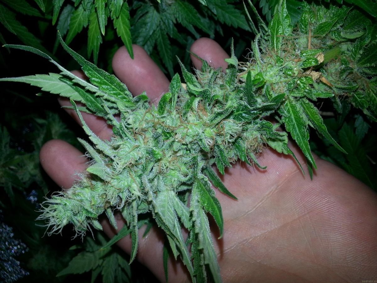 Big Dick Capsules: Truth Behind Male Enhancement Myths