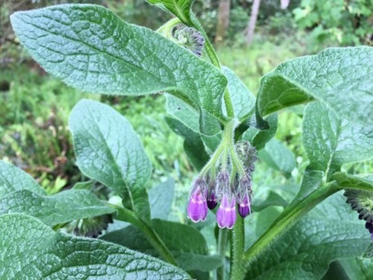 नेफ्रोल सिरप: किडनी के देखभाल में एक अच्छा साथी 1 नेफ्रोल सिरप: किडनी के देखभाल में एक अच्छा साथी