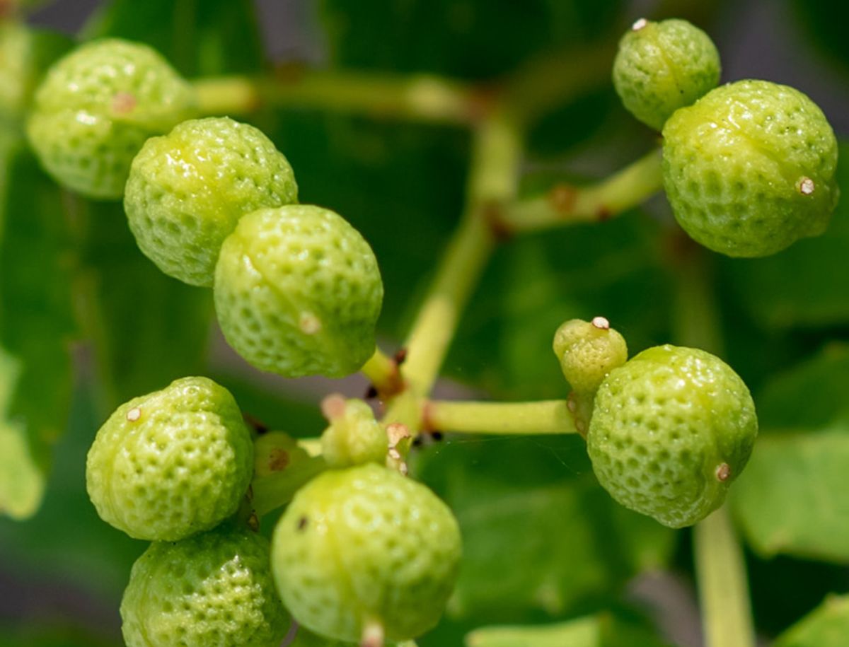 Unlocking the Power of Himalaya Confido: A Comprehensive Guide to its Benefits and Side-effects 1 Unlocking the Power of Himalaya Confido: A Comprehensive Guide to its Benefits and Side-effects