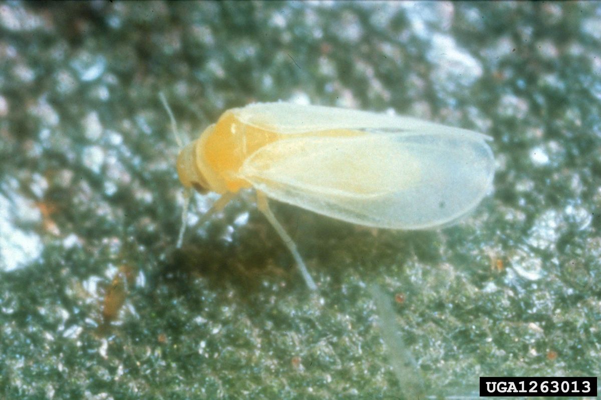 Exploring the Benefits of Himalaya Confido 60 Tablets: Your Comprehensive Guide 1 Exploring the Benefits of Himalaya Confido 60 Tablets: Your Comprehensive Guide