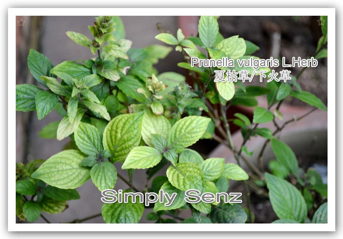 Kasturi Gold: The Ultimate in Traditional Wellness and Vitality 1 Kasturi Gold: The Ultimate in Traditional Wellness and Vitality