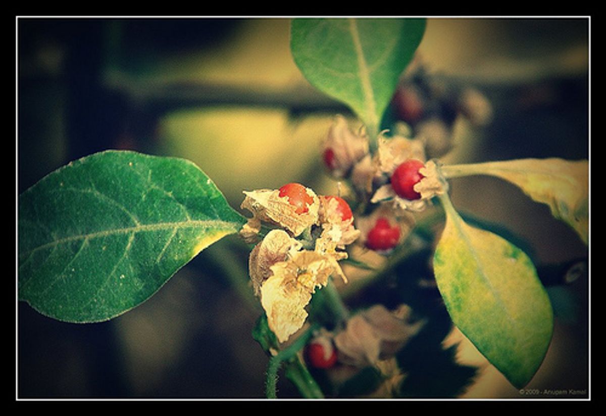 Unveiling the Benefits of Ashwagandha Oil for Holistic Wellness 1 Unveiling the Benefits of Ashwagandha Oil for Holistic Wellness