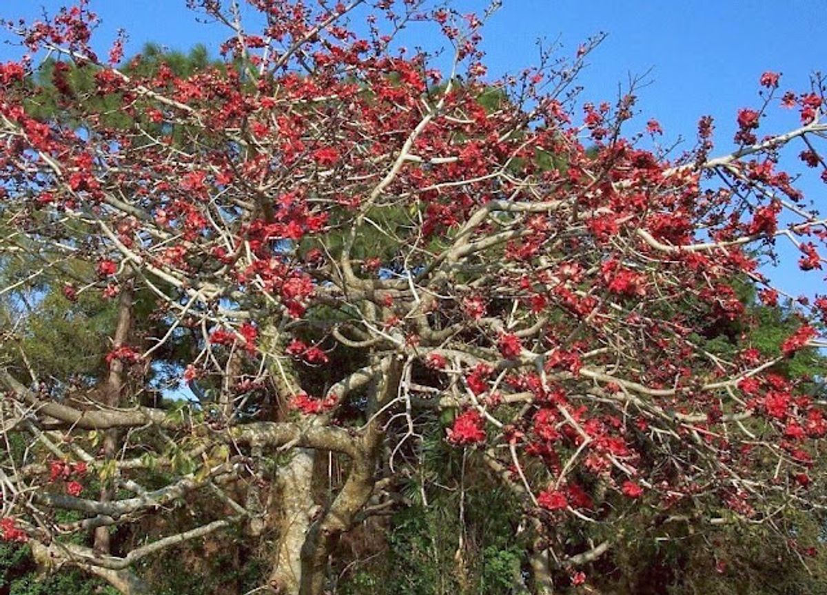 Achieve Optimal Dental Health with Dashan Sanskar Churna: The Ayurvedic Secret 1 Achieve Optimal Dental Health with Dashan Sanskar Churna: The Ayurvedic Secret