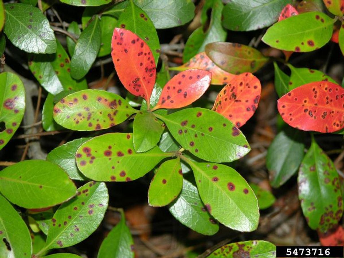 Discovering the Golden Touch: Kesari Malam's Traditional Beauty Secrets 1 Discovering the Golden Touch: Kesari Malam's Traditional Beauty Secrets