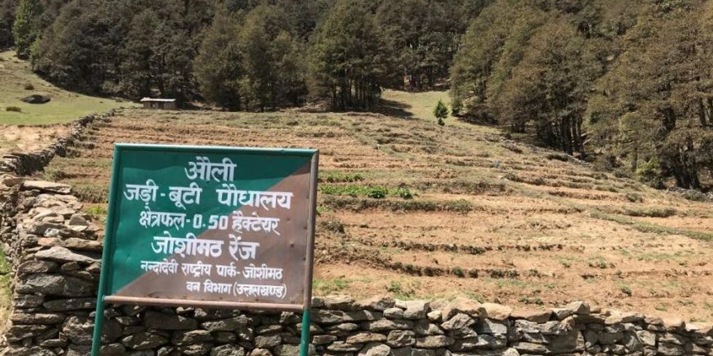 हिमालय कोन्फिडो टैबलेट के फायदे: संपूर्ण जानकारी और लाभिकता 1 Himalayan mountains with medicinal herbs