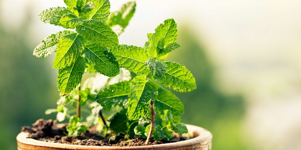 बड़ा करने की दवा देसी: प्रभाव और उपयोग 1 herbal medicine