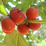 Kottamchukkadi Thailam traditional medicine