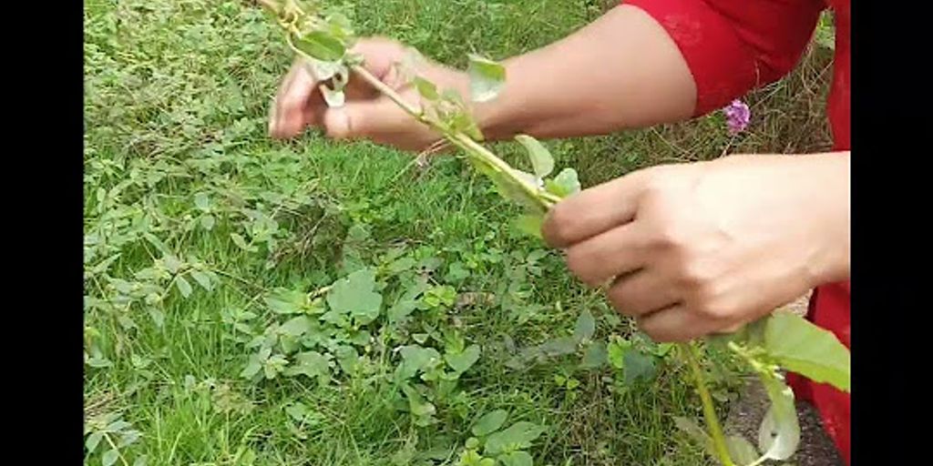 Punarnava Ark: Uses, Benefits, and How to Use It 1 Punarnava plant