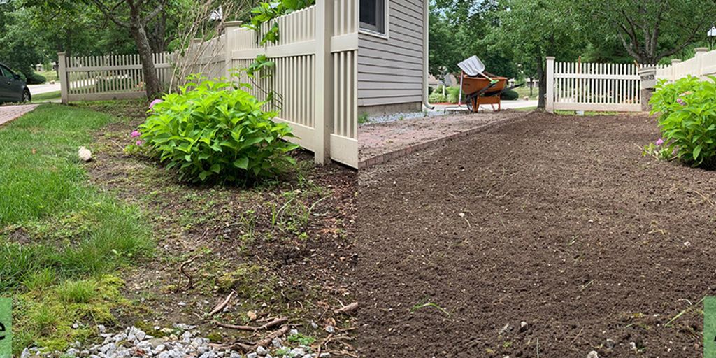 The Ancient Remedy of Banshlochan: Uses and Benefits Explained 1 Banshlochan plant