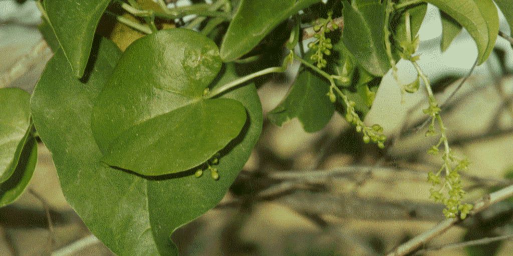 Giloy plant illustration