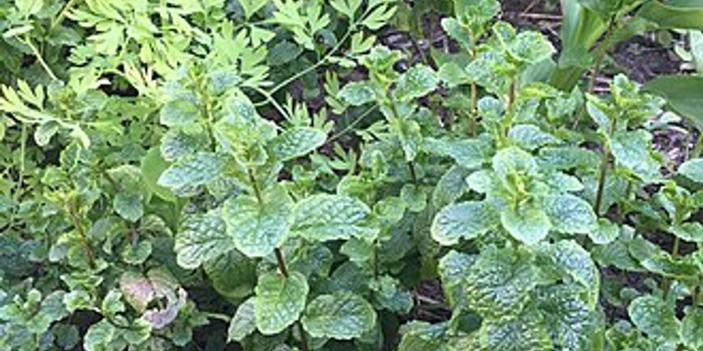 The Benefits and Uses of Herb 69: A Comprehensive Guide 1 herb 69 plant